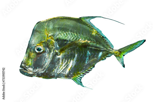Tropical coral fish isolated on white background - Silver Moonfish