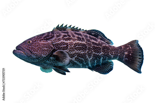 Tropical coral fish isolated on white background - black grouper