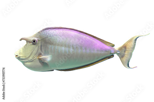 Tropical coral fish isolated on white background - Bluespine unicornfish