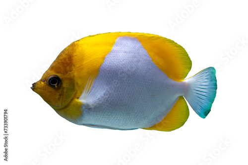 Tropical coral fish isolated on white background - Pyramid Butterflyfish