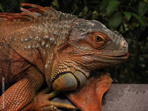 Vivid Iguana Close-Up in Natural Habitat