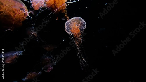 4K Jellyfish, black seanettle, slow