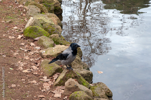 A gray Carrion Crow on the riverfront.