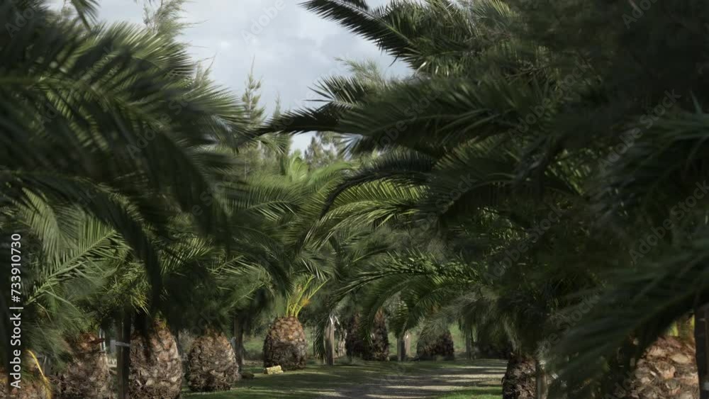 Small Palms Swinging In Wind 4k Small Palms Swinging In Wind 4k