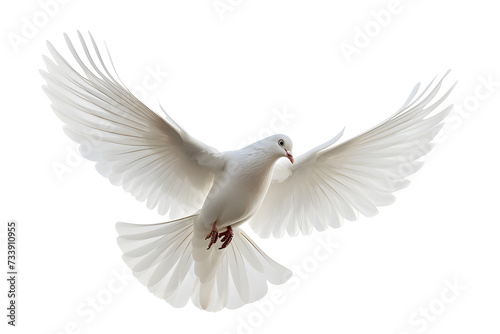 White bird flying isolated on white background © Oksana