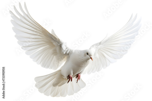 White bird flying isolated on white background © Oksana