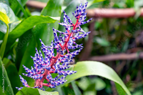 The beautiful blue-white flower of the Portea petropolitana (bromeliaceae)