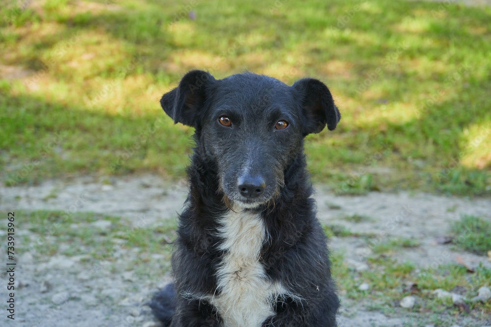 portrait of a black dog, calm kind dog in nature looking straight portrait of a black dog, calm kind dog in nature looking straight