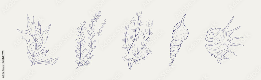 Seaweed, Algae and Sea Shells Hand Drawn Vector Set