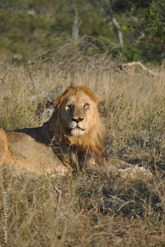 Male Lion in south africa © Wojtek