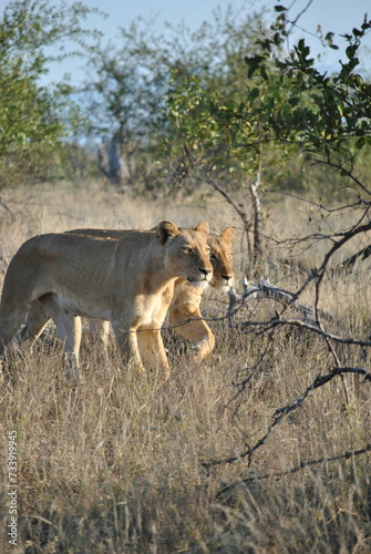 Hunting lions photo