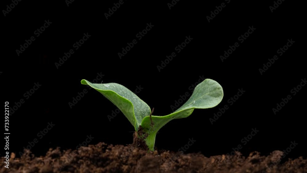 Growing plants in spring, timelapse. Sprouts germination newborn Green seedling