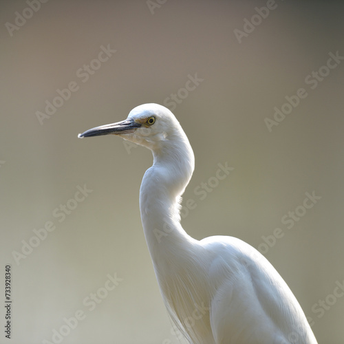 A Javan pond-heron is looking for food in the rice fields. This bird has the scientific name Ardeola speciosa