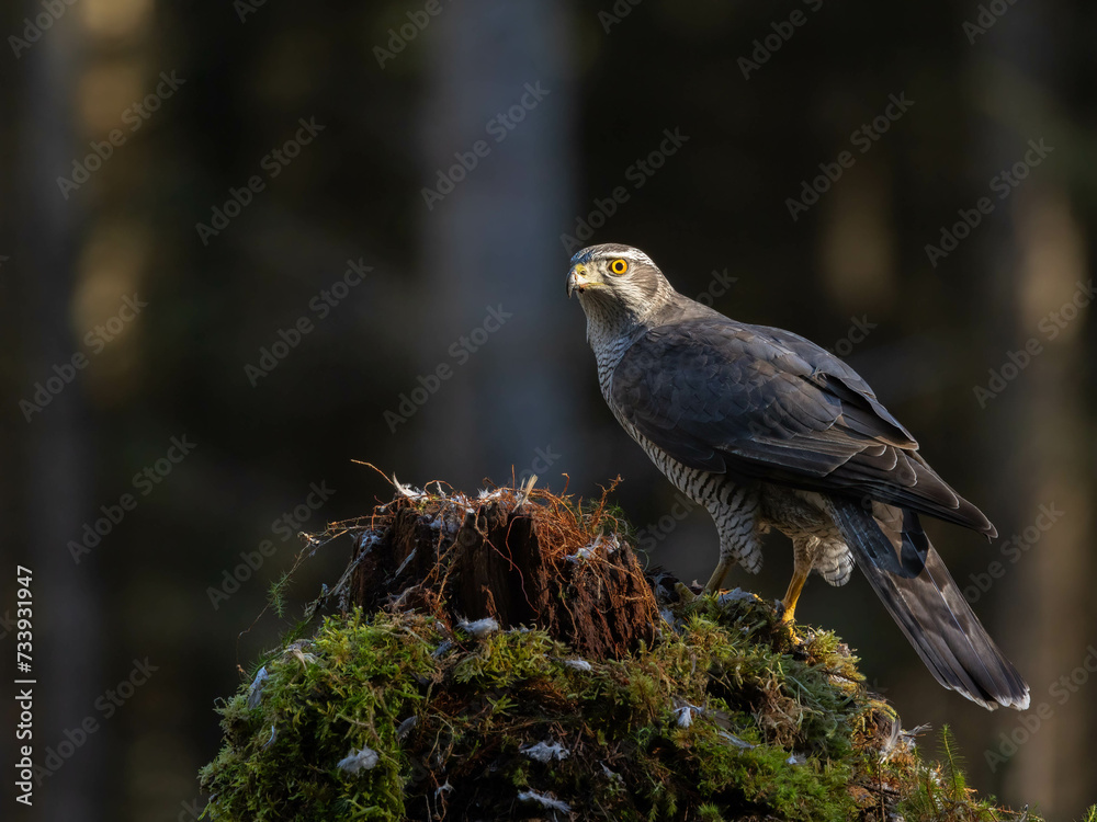 Fototapeta premium Goshawk in the North of Scotland