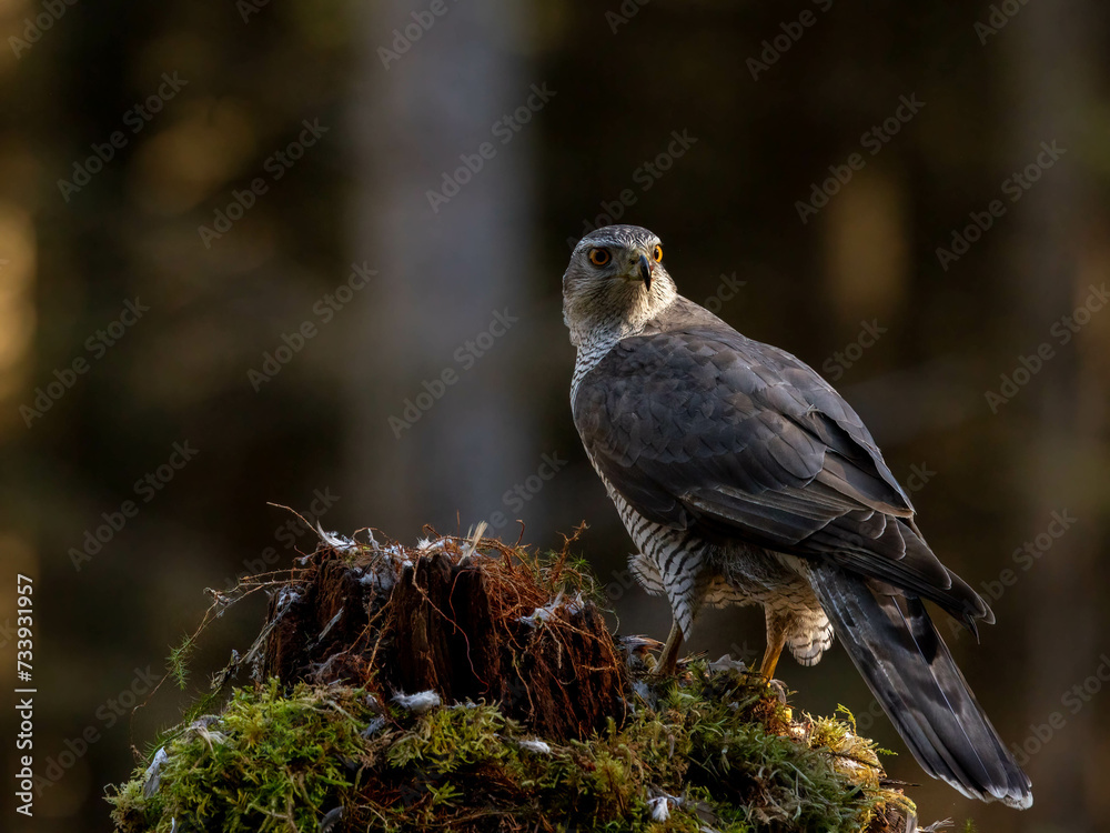 Fototapeta premium Goshawk in the North of Scotland
