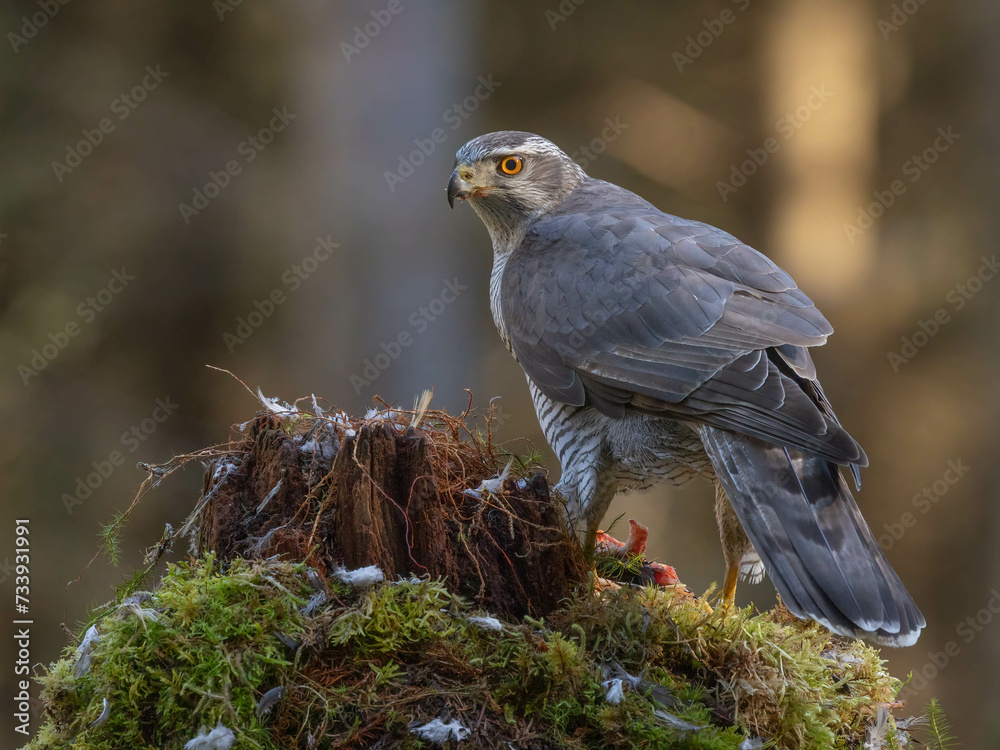 Fototapeta premium Goshawk in the North of Scotland