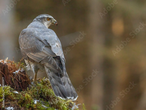 Goshawk in the North of Scotland