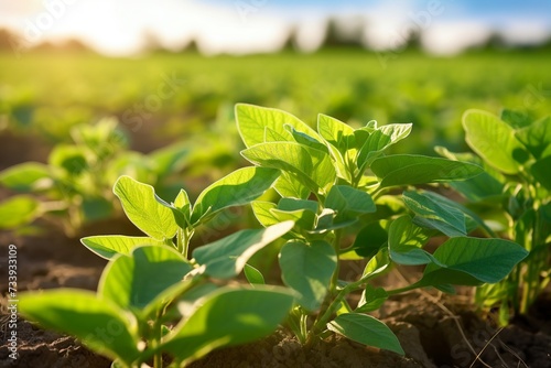 Soybean Plant Close-Up in Vojvodina Province, Serbia photo