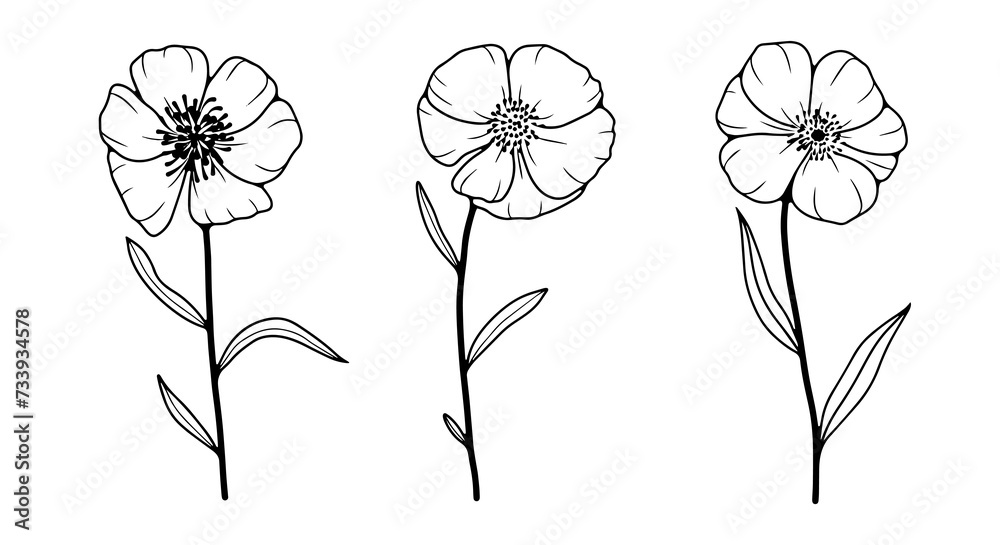 Hand drawn floral illustration with three wildflowers. Outline of flowers on a white background