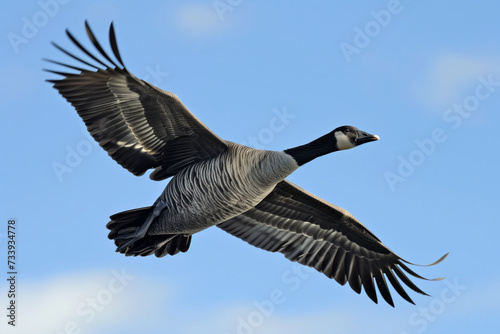 A goose in mid-flight against a clear blue sky