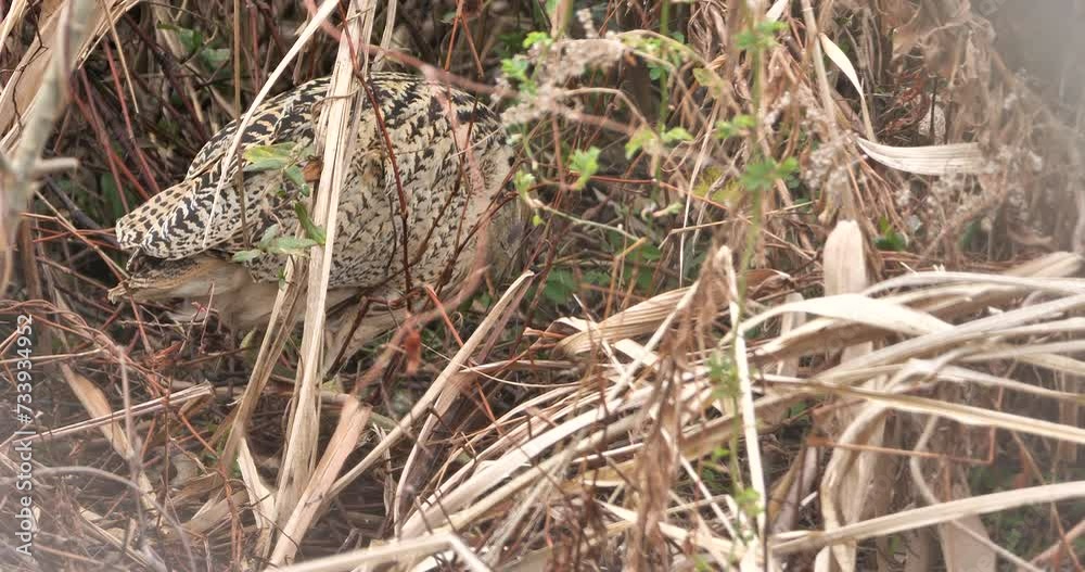 Rare bird,Eurasian bittern or great bittern eating fish on the edge of reed beds ,taken in Osaka,Japan. Rare bird,Eurasian bittern or great bittern eating fish on the edge of reed beds ,taken in Osaka,Japan.