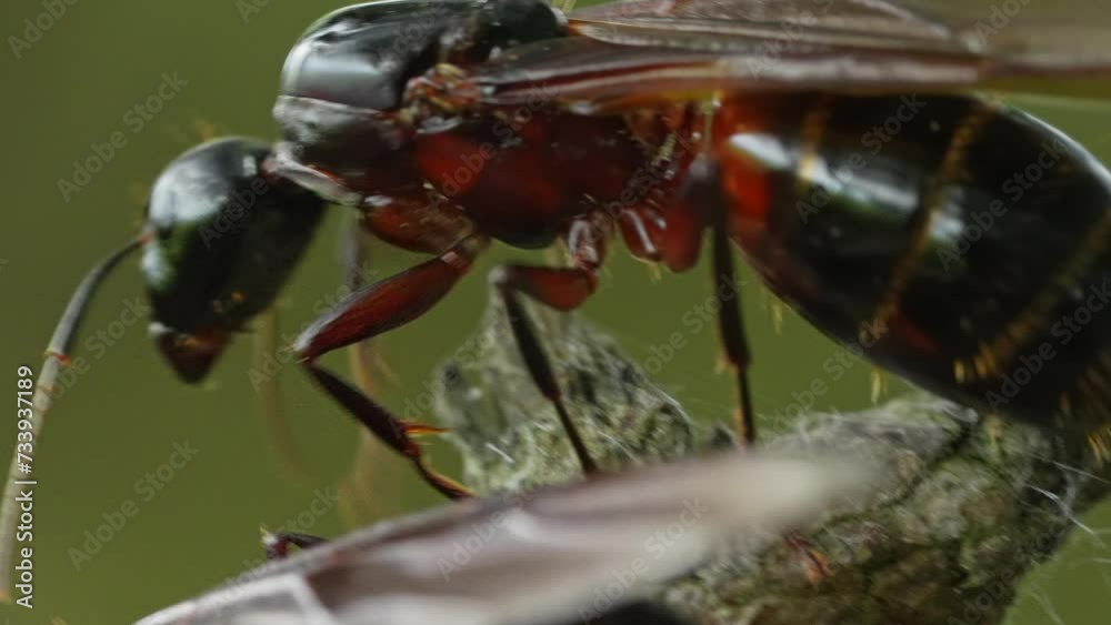 Swarming of large carpenter ants Swarming of large carpenter ants