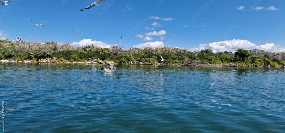Fototapeta premium birds on lake sevan armenia, cormorants and sea gulls