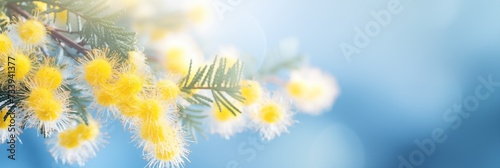 Spring flowers banner  background. Mimosa blossom flowers banner with copy space