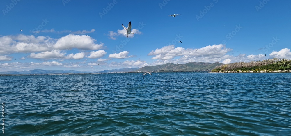 birds on lake sevan armenia, cormorants and sea gulls, larus and phalacrocorax
birds on lake sevan armenia, cormorants and sea gulls, larus and phalacrocorax