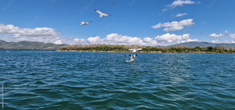 Fototapeta premium birds on lake sevan armenia, cormorants and sea gulls, larus and phalacrocorax
