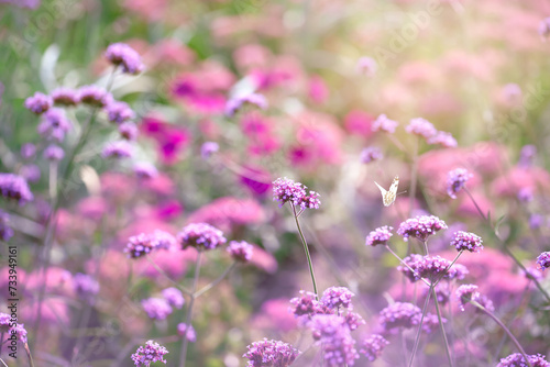 Butterfly flying over violet verbena flowers in spring or summer fabulous blooming green garden on mysterious fairy tale floral background, beautiful macro nature.