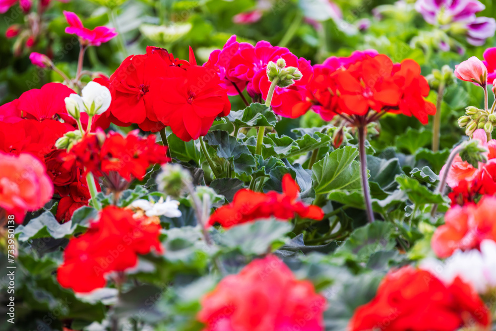 Red flowers, Pelargonium close-up photo