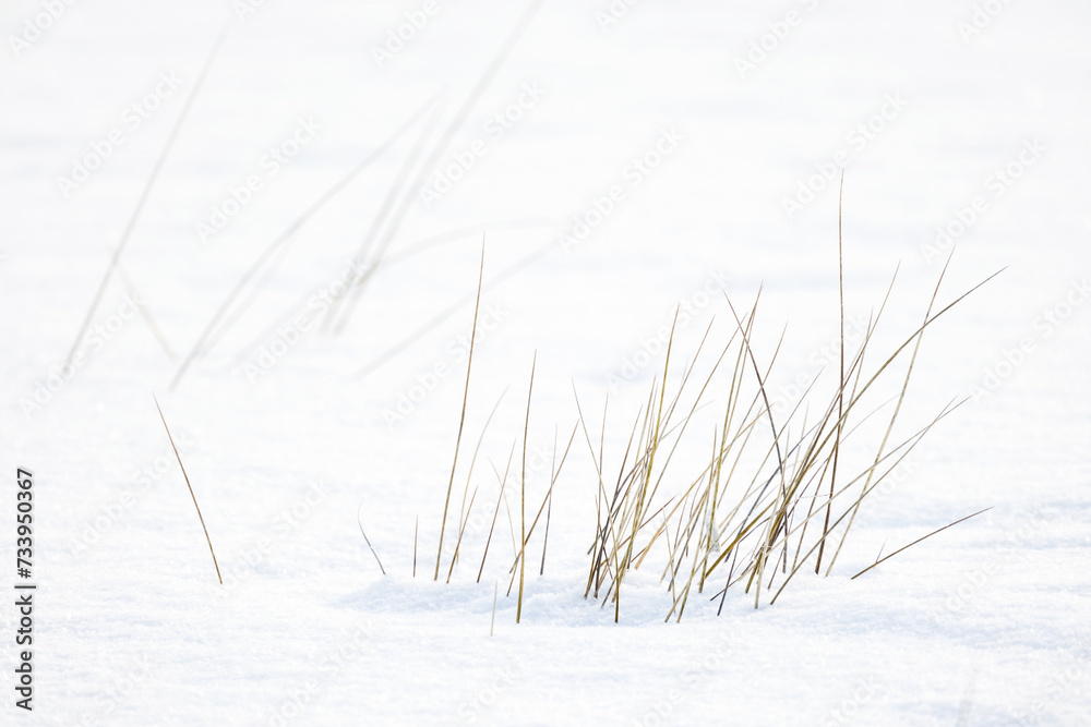 Dry grass in white snow on a sunny winter day Dry grass in white snow on a sunny winter day