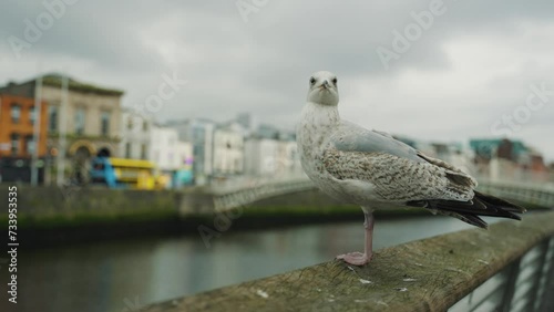 seagull Dublin