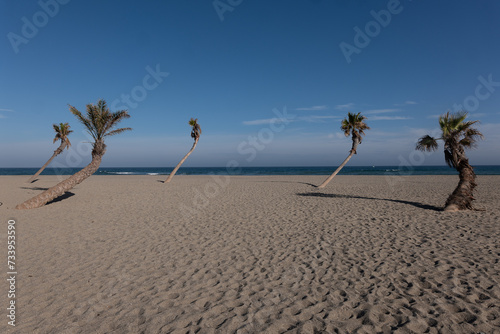 palm tree on the beach. Le Barbares Pyrénées Orientales