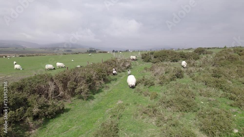 sheep in a field