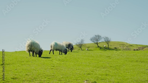 sheep