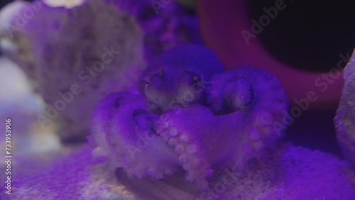 octopus