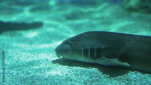 poisson