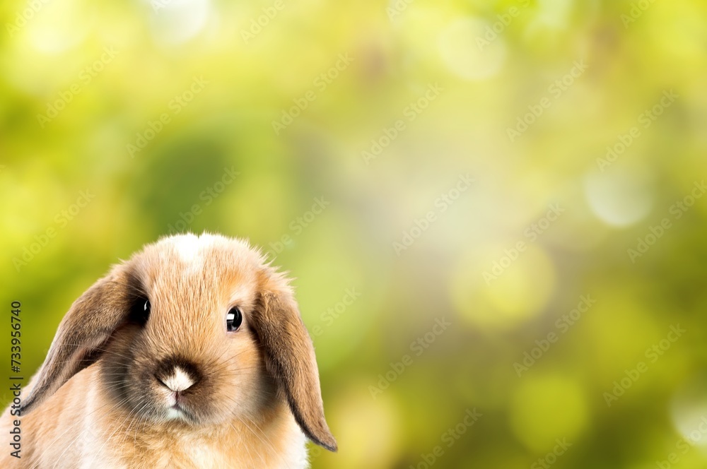 Cute small rabbit or bunny on nature background