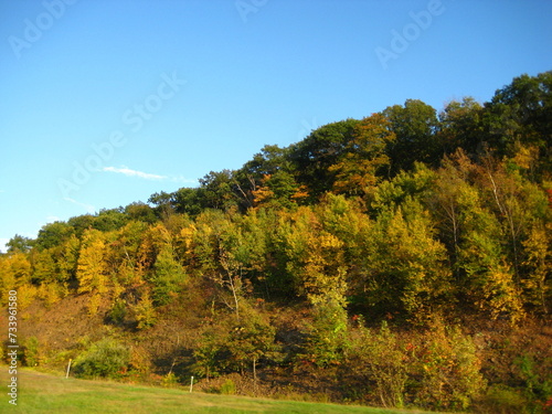 autumn in the forest