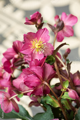 Helleborus, pink hellebore