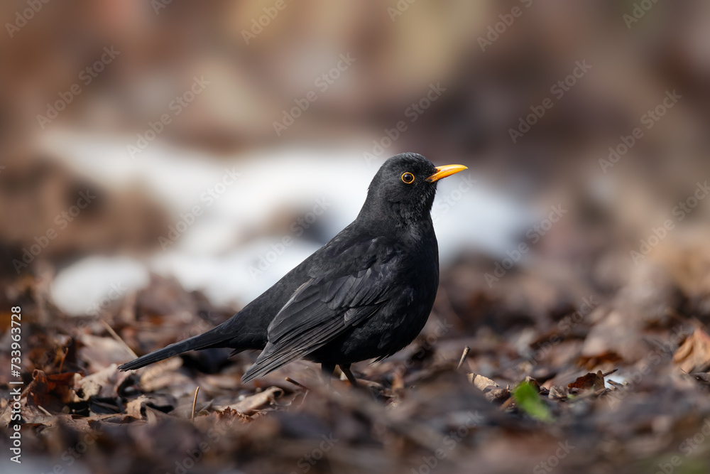 Portrait of male blackbird in winter season Portrait of male blackbird in winter season