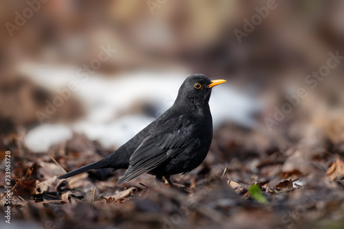 Portrait of male blackbird in winter season © viktoriya89