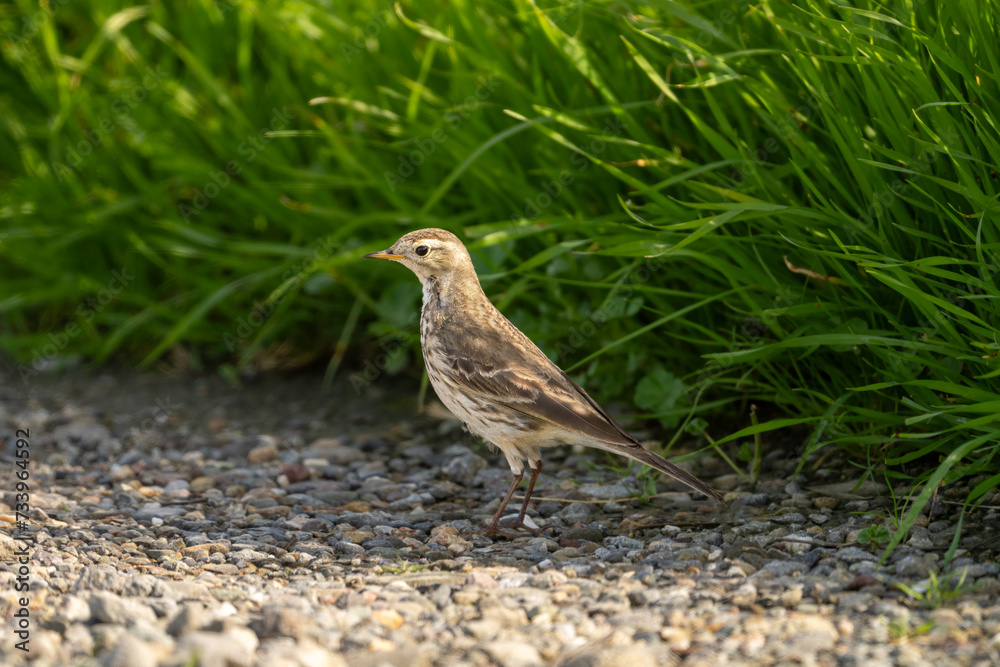 Close up of an American Pipit. Close up of an American Pipit.