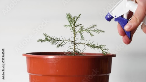 Watering young giant sequoia tree, growing Sequoiadendron giganteum at home photo