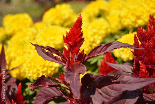 Foto Beautiful red cockscombs flower