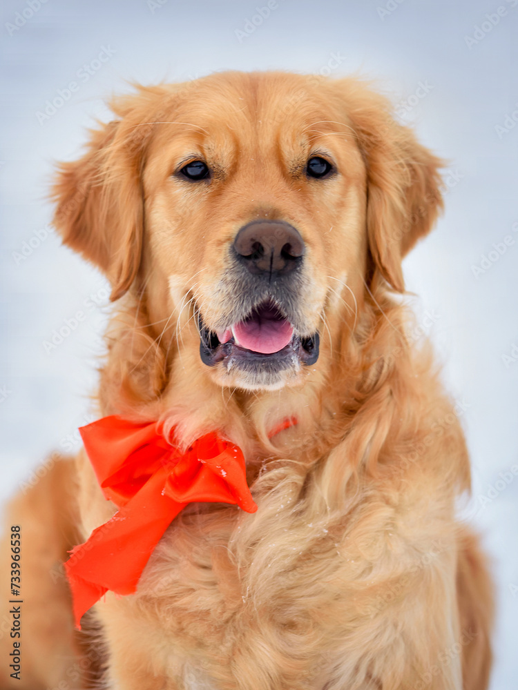 Golden Retriever dogs in a winter snowy forest under the snow on a snowy road Golden Retriever dogs in a winter snowy forest under the snow on a snowy road