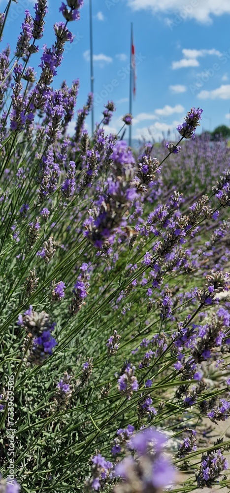 Naklejka premium Lavender is a fragrant herb known for its vibrant purple flowers and aromatic foliage. It is widely cultivated for its ornamental beauty, culinary uses, and essential oils. The plant is associated wit