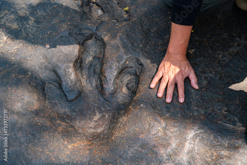 Large, carnivorous dinosaur footprints It was intricately carved into the stone. Refers to a long past era when gigantic creatures roamed the wasteland. Leaving a formidable mark behind. photo